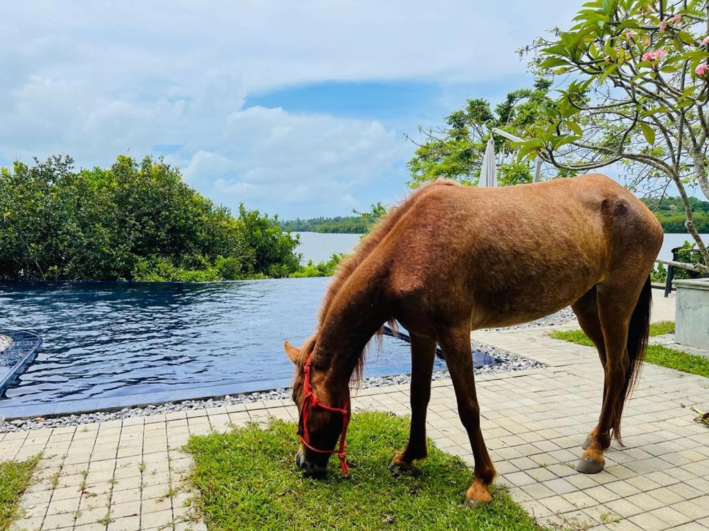 Kalapuwa Resort Balapitiya Exteriér fotografie